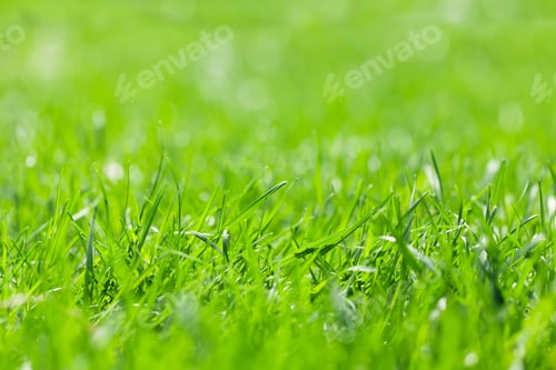 Preview: Green grass background