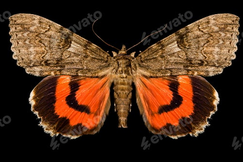 Preview: Butterfly