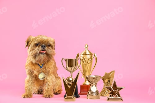 Preview: Cute Brussels Griffon dog with champion trophies and medal on pink background