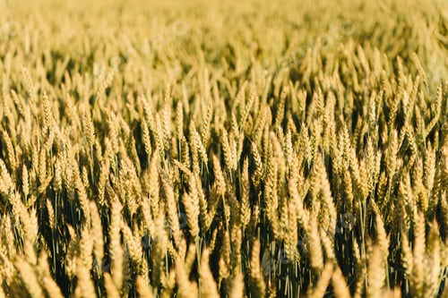 Preview: Scene of sunset or sunrise on the field with young rye or wheat in the summer