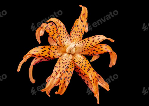 Preview: Flower of asian lily, isolated on black background