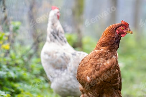 Preview: Chicken feeding on traditional rural barnyard. Hens on barn yard in eco farm.