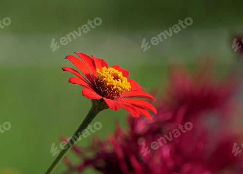 Preview: Vibrant red zinnia flower close-up