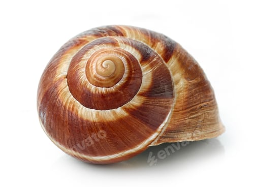 Preview: escargot snail on white background