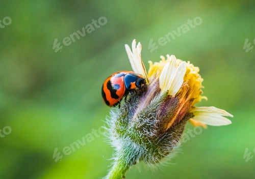 Preview: Lady bug, golden beetle insect on flower