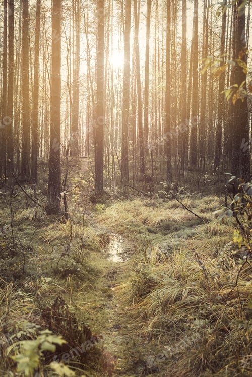 Preview: ↟ Spruce forest lovely nature scenery in beautiful light