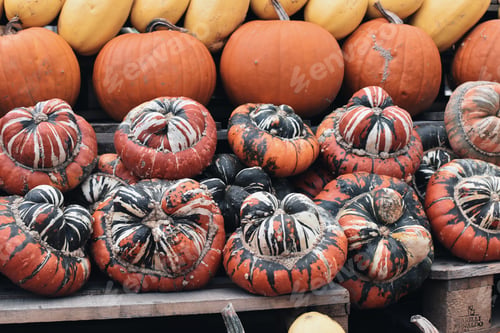 Preview: Variety of pumpkins