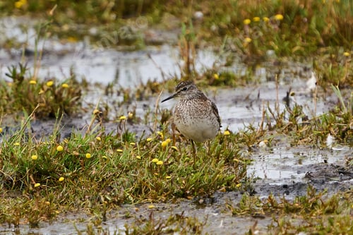 Preview: Wood sandpiper (Tringa glareola)