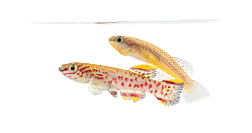 Preview: Male andd Female Blue lyretail fish, Fundulopanchax gardneri, Isolated on white