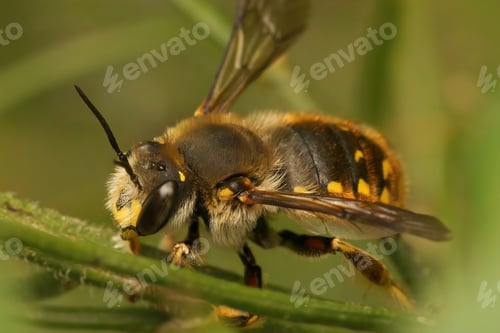 Preview: Closeup on a European woolcarder bee, Anthidium manicatum