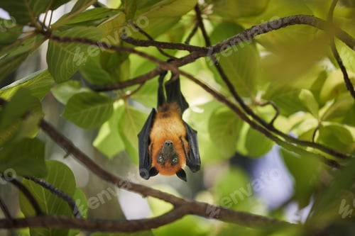 Preview: Fruit Bat hanging on tree branch