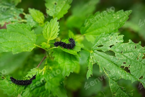 Preview: Two black caterpillars on vibrant green leaves, showcasing a natural, serene environment.