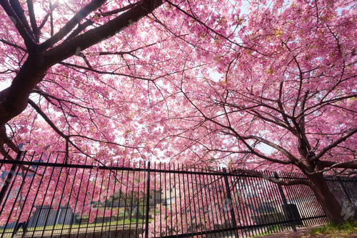 Preview: Cherry blossom sakura during spring in Japan