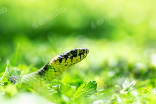 Preview: Young grass snake Natrix in backyard lawn