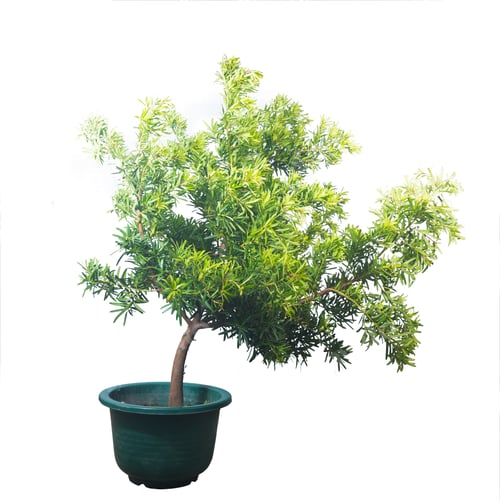 Preview: Potted