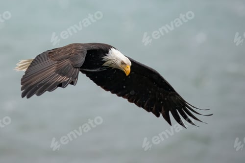 Preview: Eagle in the rain