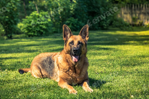 Preview: German shepherd dog laying down on grass