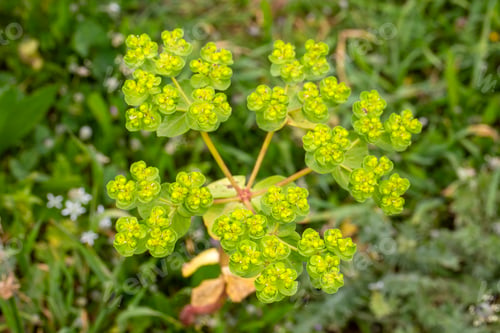 Preview: Sun spurge blossoms (Euphorbia helioscopia).