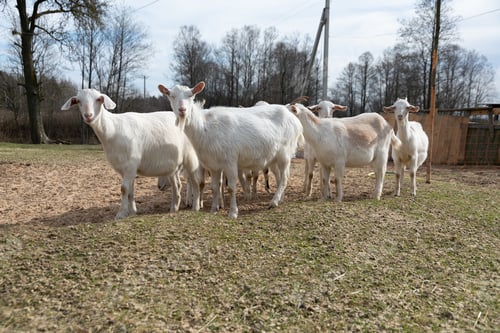 Preview: Group of Goats Standing in Field