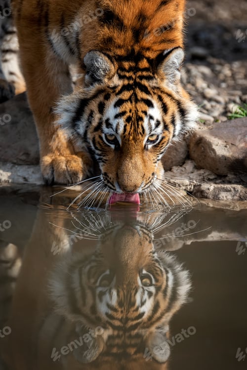 Preview: Tiger male drinking water