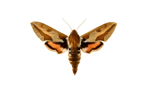 Preview: butterfly