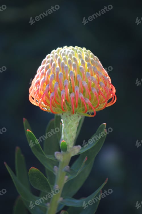 Preview: Australian native wild flower