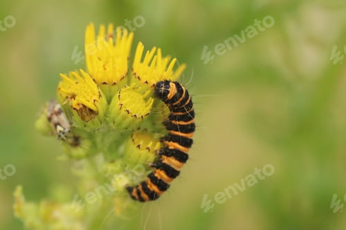 Preview: caterpillar, insect, nature, macro, butterfly, green, larva, animal, yellow, summer, wildlife, close