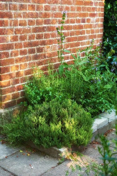 Preview: My garden
