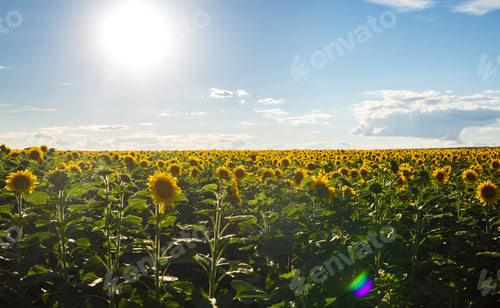 Preview: Backdrop Of The Beautiful Sunflowers Garden. The Best View Of Sunflower In bloom .Agricultural.