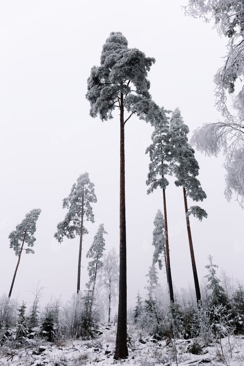 Preview: Vertical grey scale shot of beautiful tall trees covered in snow captured from a low angle