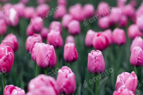 Preview: Beautiful floral spring abstract background of nature. Pink tulips with selective focus. Web Banner