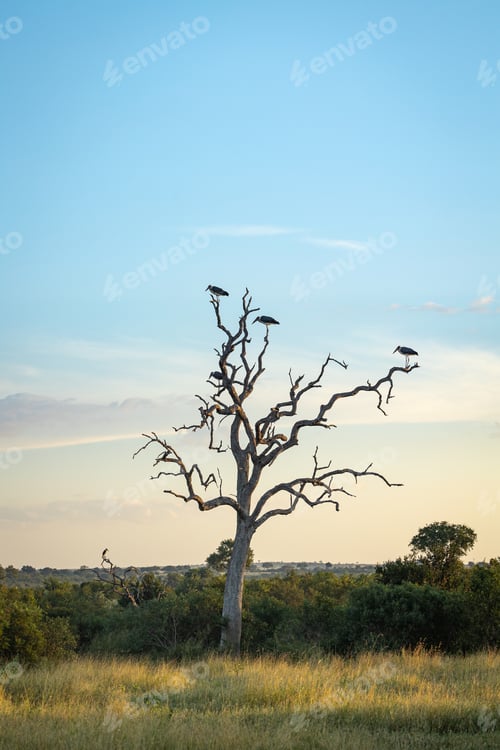 Preview: Marabou Storks, Leptoptilos crumenifer, perched on a leadwood.
