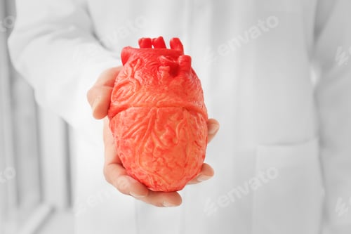 Preview: Doctor holding model of heart, closeup. Heart attack concept