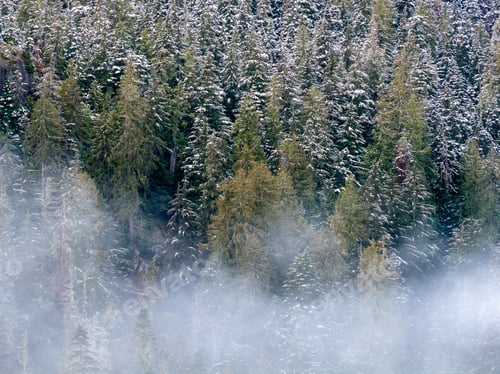 Preview: Snowy Forest in British Columbia, Canada Shrouded by Mist and Snow