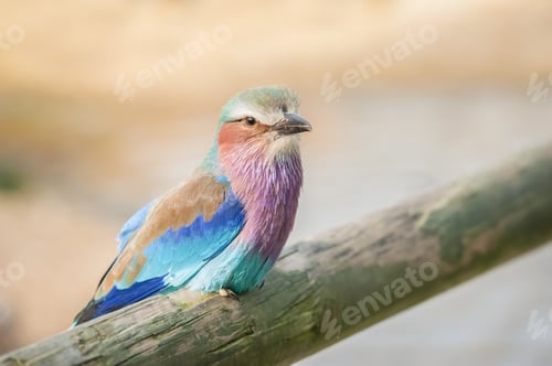 Preview: Lilac breasted Roller
