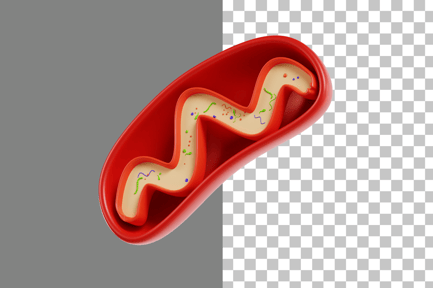 Preview: Mitochondria 3D Icon