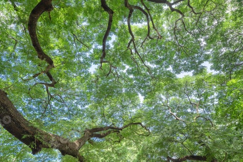 Preview: Lush green trees in tropical forest. Nature landscape background.