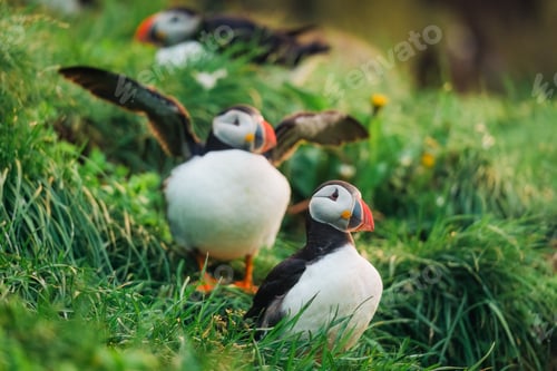 Preview: Flock of Atlantic Puffin Bird living at the cliff in the grass on north atlantic ocean in summer