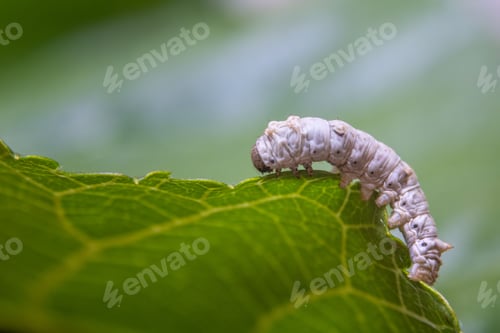 Preview: Close-up of a silkworm on a green leaf, showcasing its texture and natural environment.
