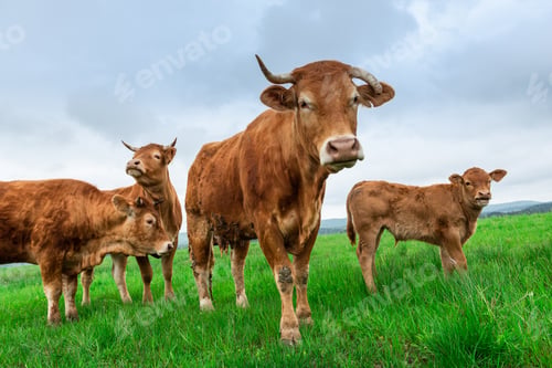 Preview: Curious Cows Looking at Camera. Grazing Herd of Cows with Young on Green Grass