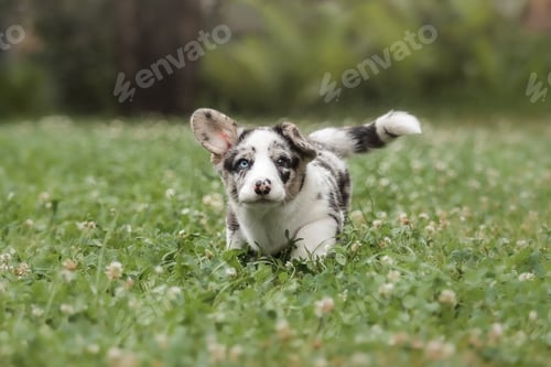 Preview: Welsh Corgi Cardigan cute fluffy dog puppy.