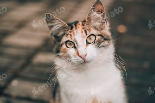 Preview: A street cat on a walk