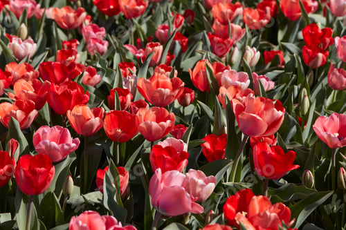 Preview: Tulip flowers and field in red and pink colors texture background in spring sunlight