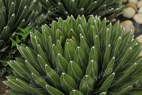 Preview: Beautiful green agave growing outdoors. Succulent plant