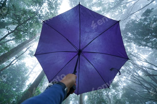 Preview: hand hold umbrella with low angle view of tree top in mist