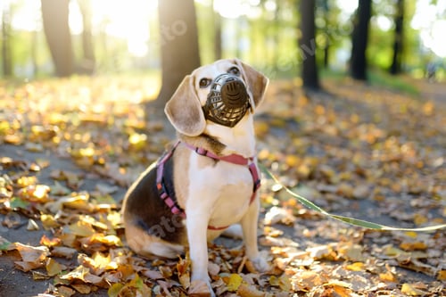 Preview: A dog breed beagle walking in harness and muzzle on leash with its owner in autumn park.