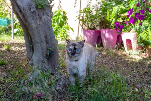Preview: Cute cat in the garden