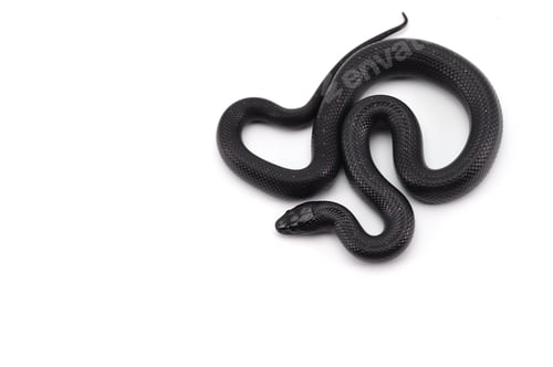 Preview: King snake isolated on white background
