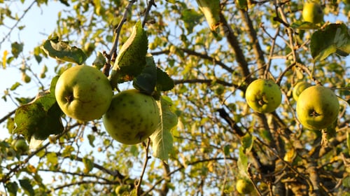Preview: apples with spots on the skin on a branch in the garden