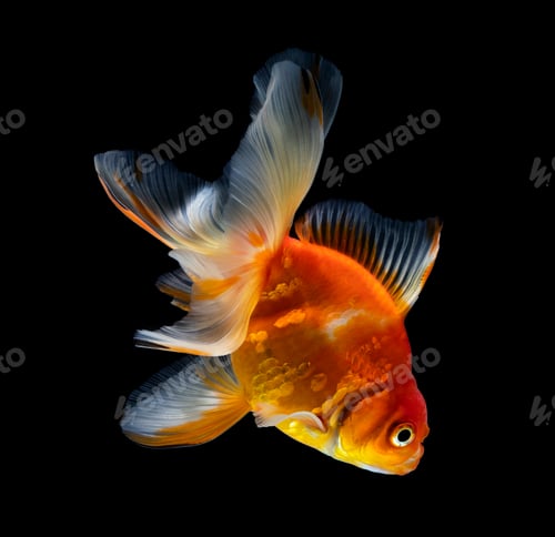 Preview: Elegant Goldfish Swimming in Black Water Tank